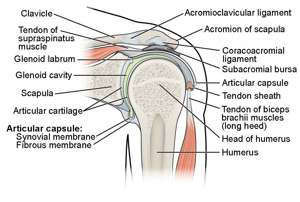 This figure shows the structure of the shoulder joint. The main ligaments and parts are labeled.