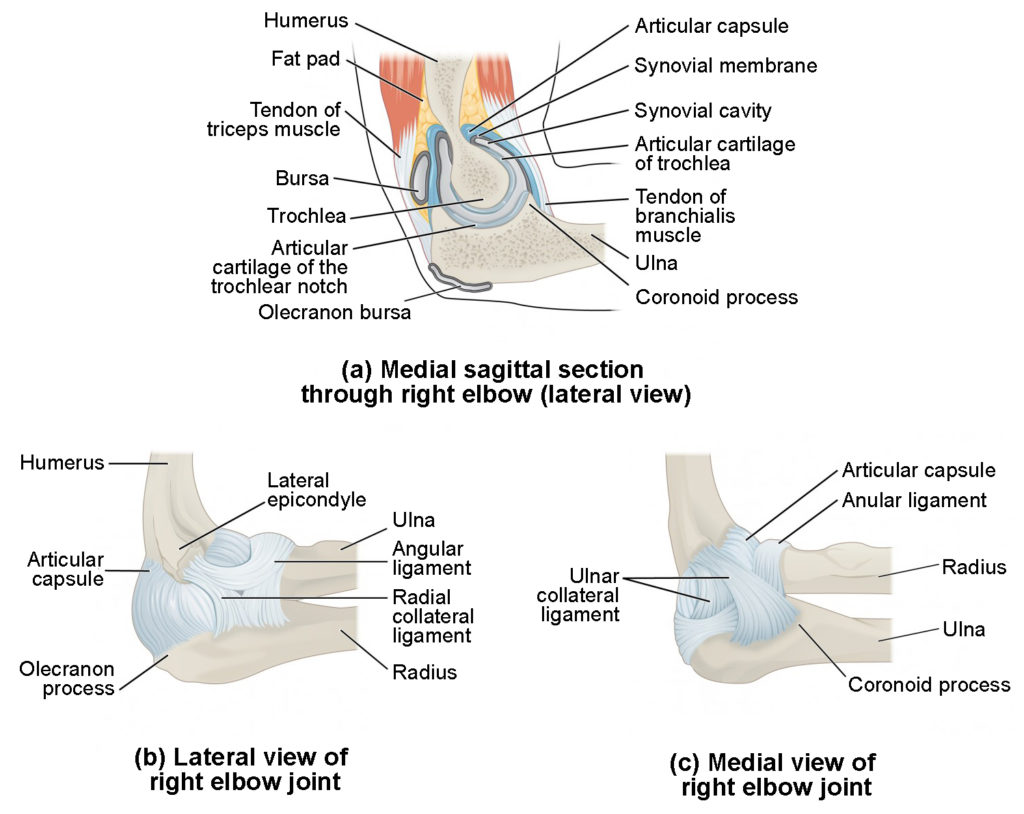 This figure shows the structure of the elbow joint. The top, left panel shows the medial sagittal section of the right elbow joint. The top, right panel shows the lateral view of the right elbow joint, and the bottom, left panel shows the medial view of the right elbow joint.