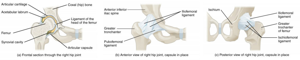 This figure shows different views of the hip joint. The top panel shows the frontal view of the right hip joint, the middle panel shows the anterior view, and the bottom panel shows the posterior view.