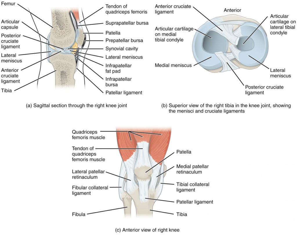This image shows the different views of the knee joint. The top, left panel shows the sagittal view of the right knee joint. The top, left panel shows the superior view of the right tibia, identifying the ligaments. The bottom, right panel shows the anterior view of the right knee.