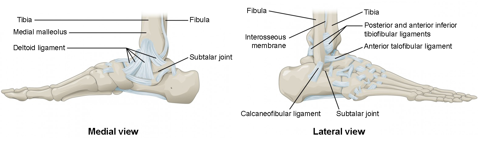 This figure shows the structure of the ankle and feet joints. The top panel shows the medial view of the ankle joint, and the bottom panel shows the lateral view.